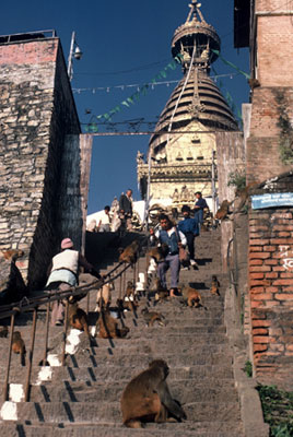 Photos of monkeys at Pashupatinath Holy Site, Nepal by Ron Veto