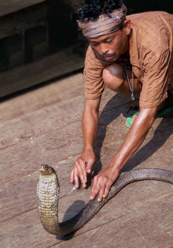 Photo of man with snake in Chiangmai, Thailand by Ron Veto