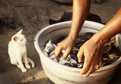 Photo of white cat and fish in Bombay, India by Ron Veto /></div>
<p style=