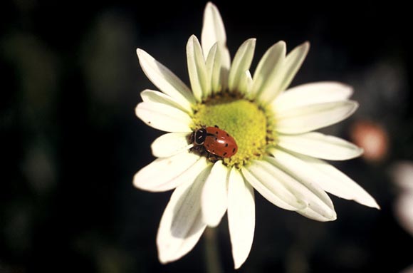 Photo of daisy and lady bug by Ron Veto /></div> 
               

                    <h1 style=