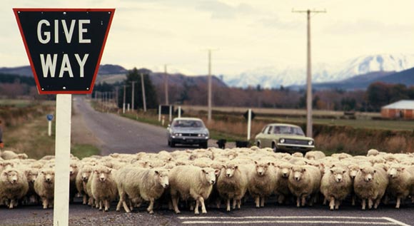 Photo of sheep in the road in South Island, New Zealand by Ron Veto /></div>

<p style=