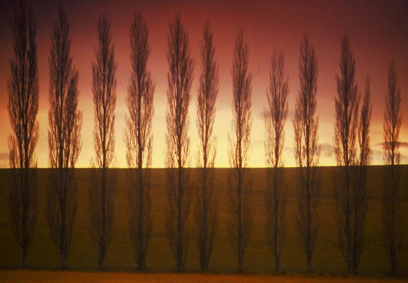 Photo of trees at sunset in NSW, Australia by Ron Veto /></div>
<p style=